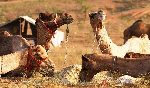 FIFA के बाद Camel Flu फैलने की संभावना