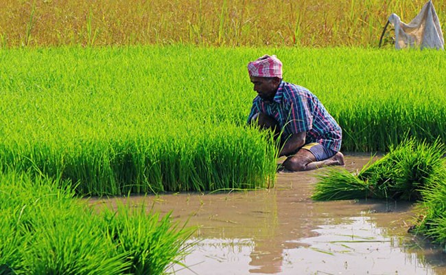 रबी बोआई की बढ़ी रफ्तार, रकबा 450 लाख हेक्टेयर पार